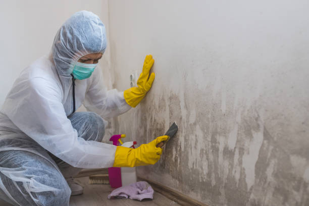 Best Black Mold Removal  in Asbury, IA