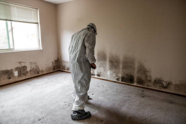 Best Emergency Mold Remediation  in Asbury, IA