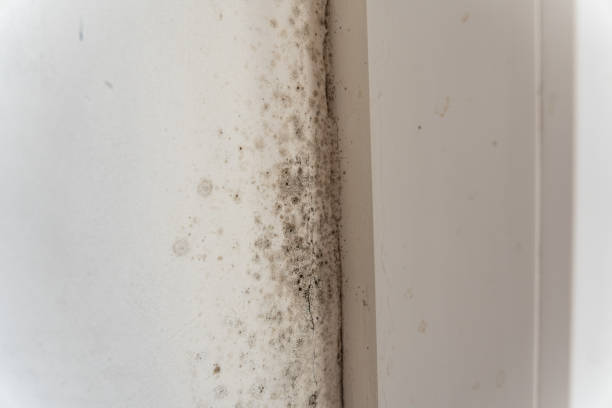 Best Commercial Mold Inspection  in Asbury, IA